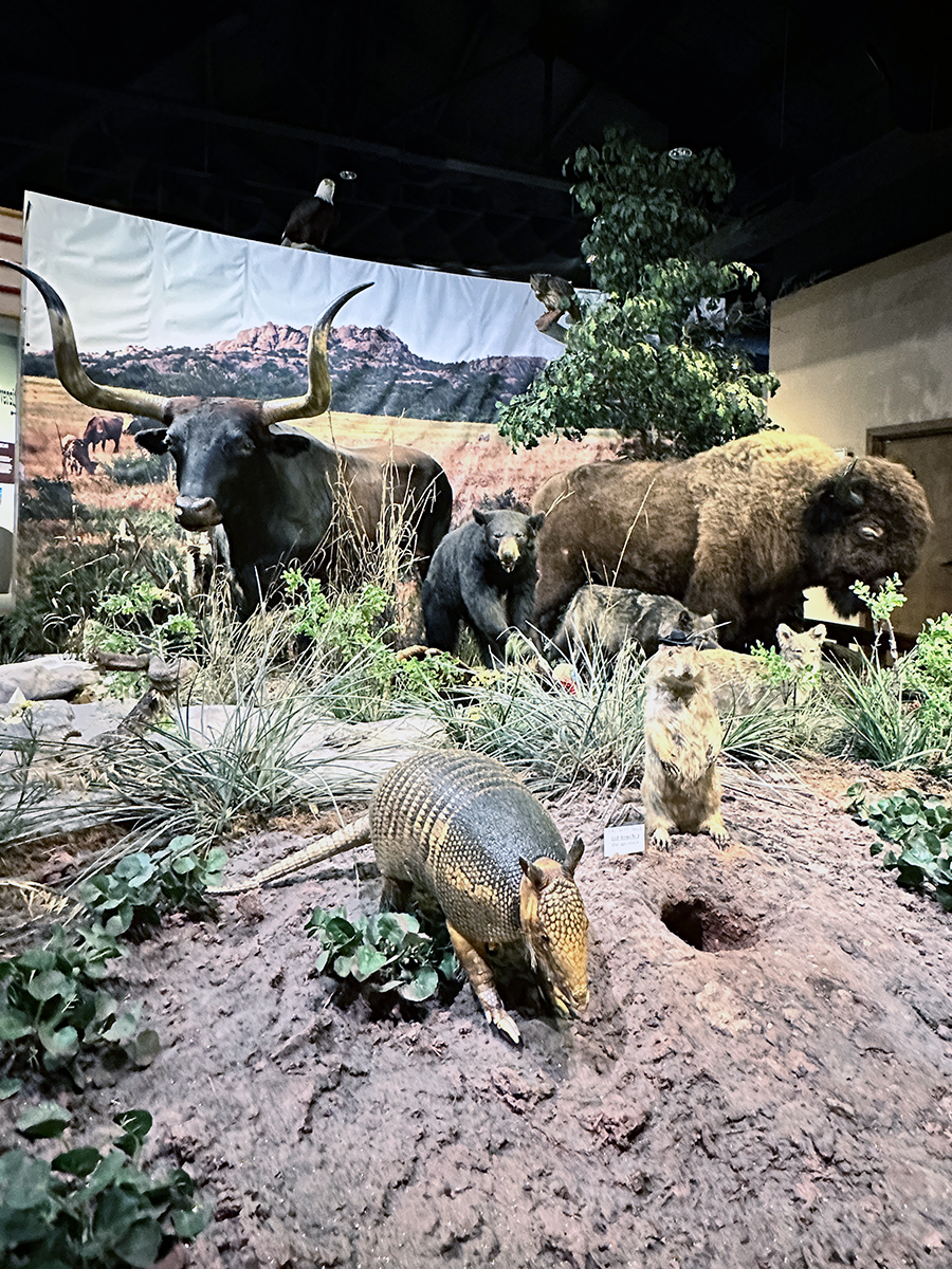 Animal Diorama at Chisholm Trail Heritage Museum