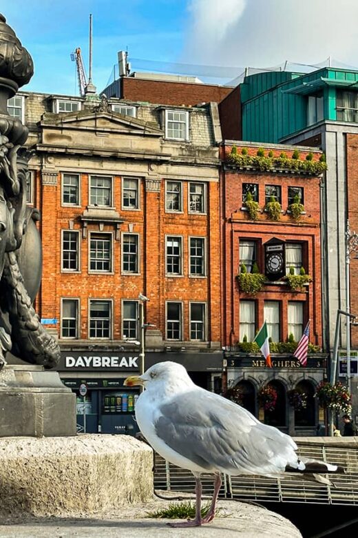 O Connoll Bridge with seagull on ledge