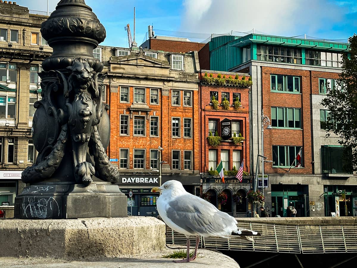 O Connoll Bridge with seagull on ledge