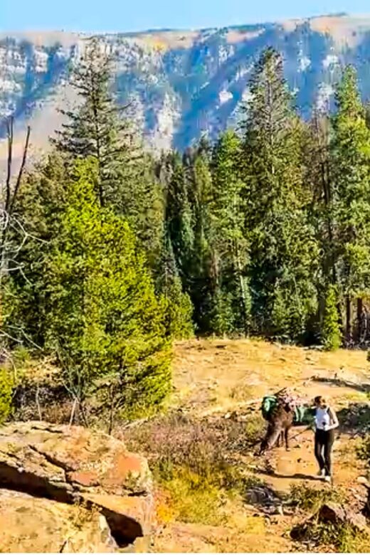 Vail Colorado hiing with llama