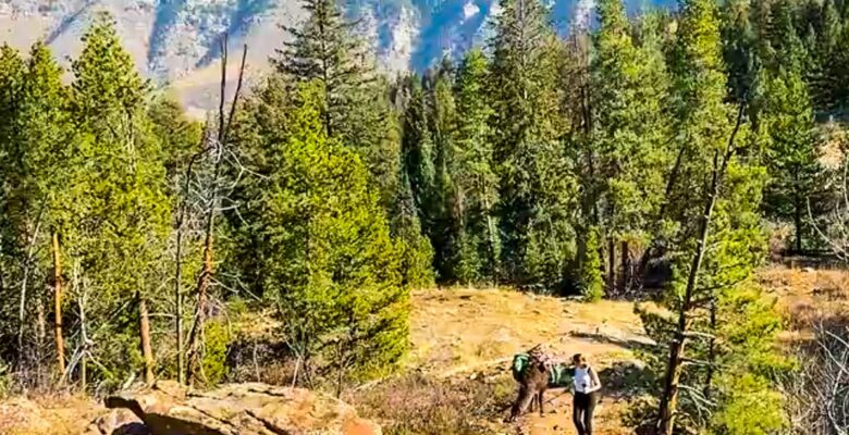 Vail Colorado hiing with llama
