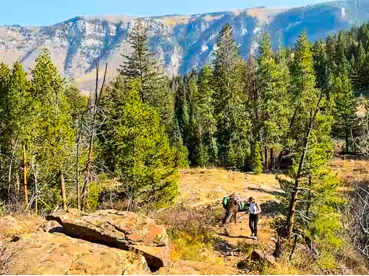 Vail Colorado hiing with llama