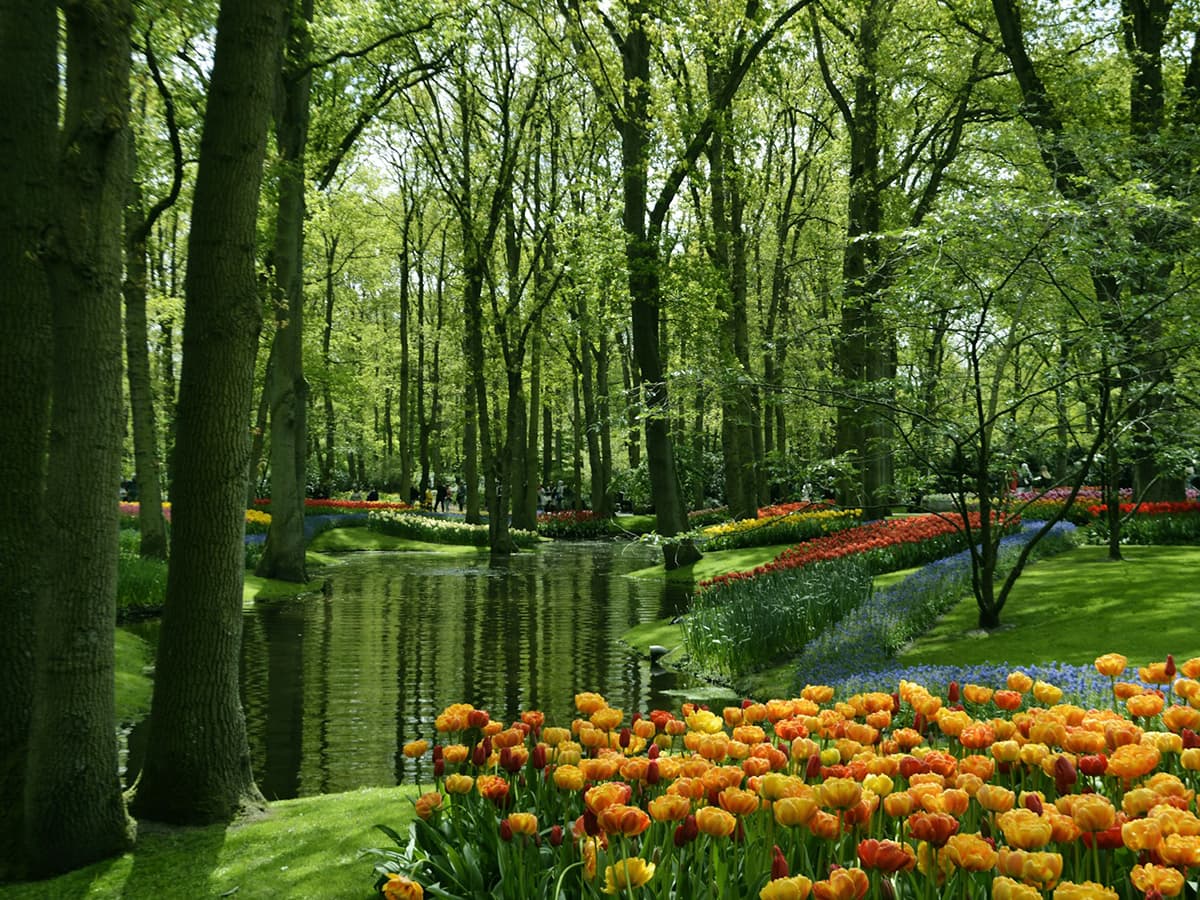 Keukenhof gardens - trees with water and tulips