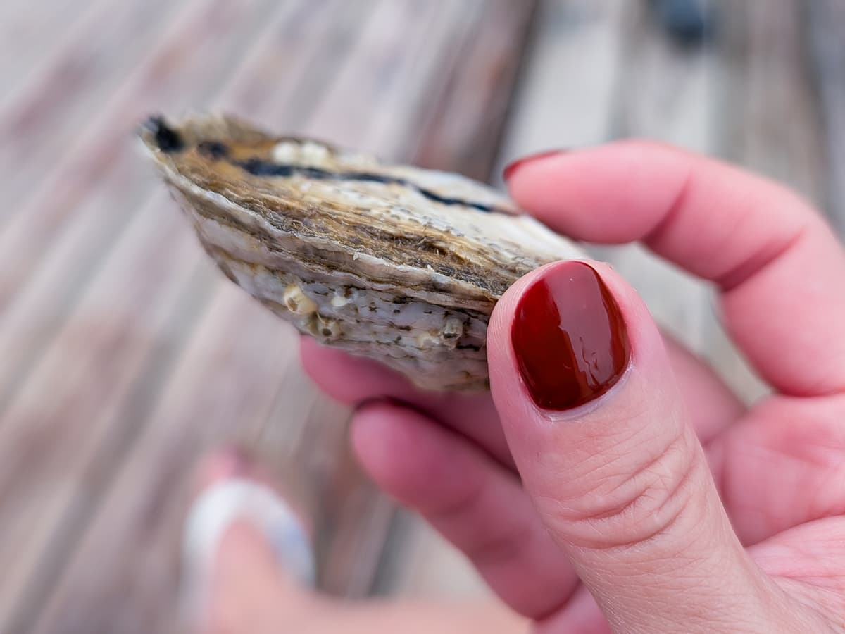 fresh oyster in hand