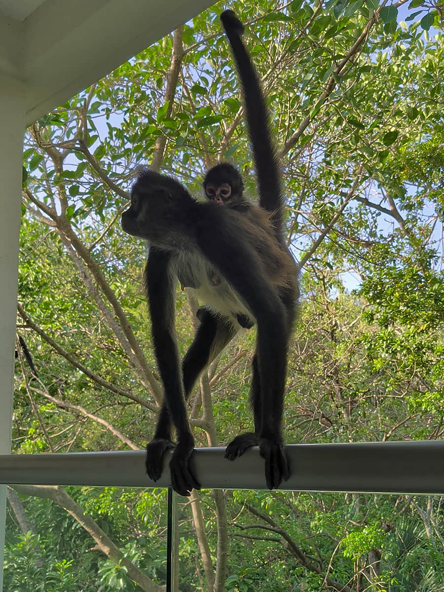 Monkey momma and baby on hotel balcony ledge