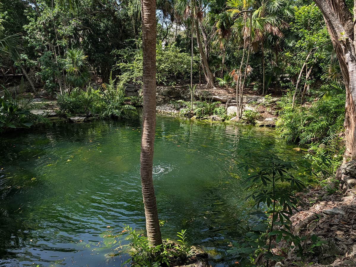 cenote surrounded by lush vegetation