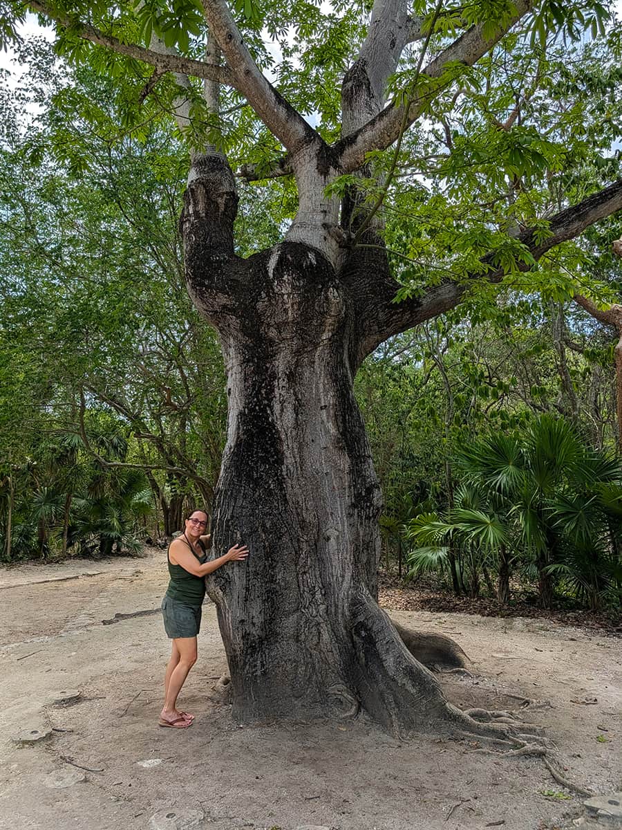 Sacred Tree in Riviera Maya