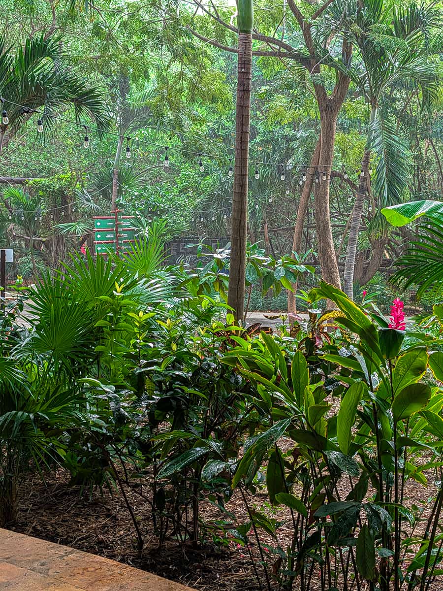 Sandos Caracol lush landscaping in the rain
