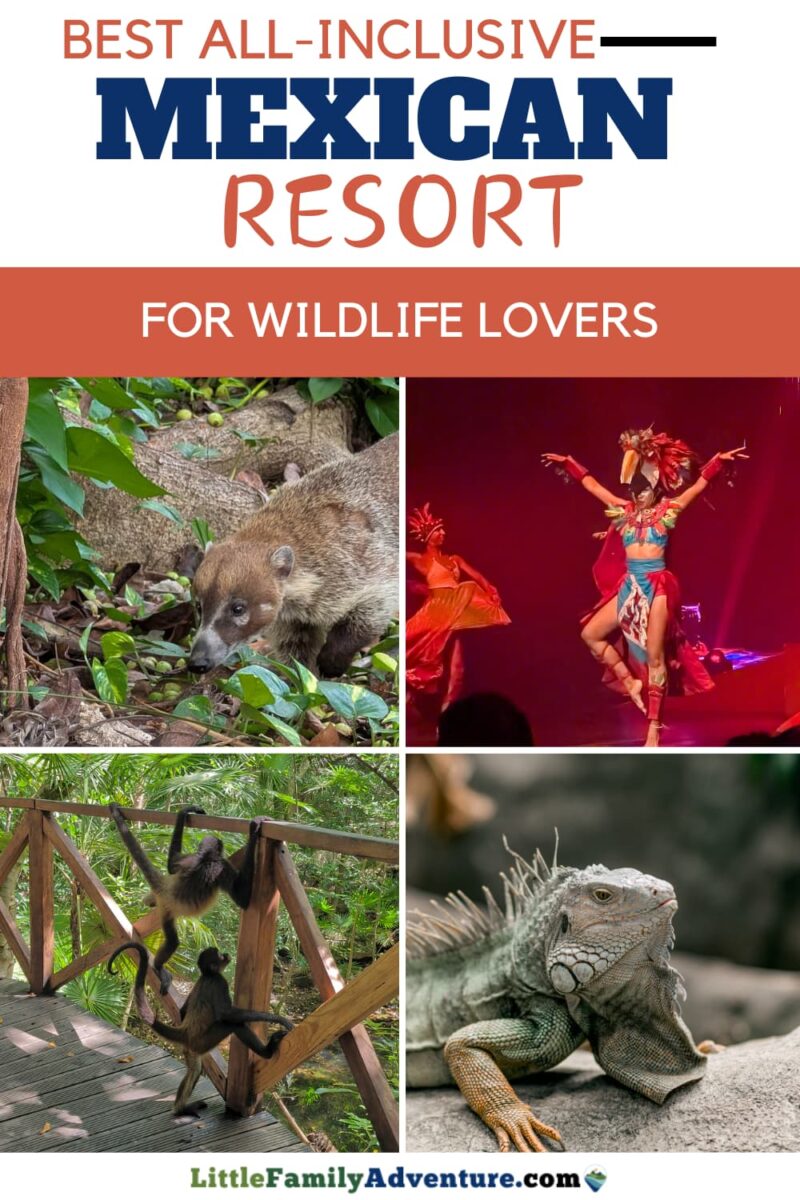 coati, spider money, parrot perfromer. and iguana