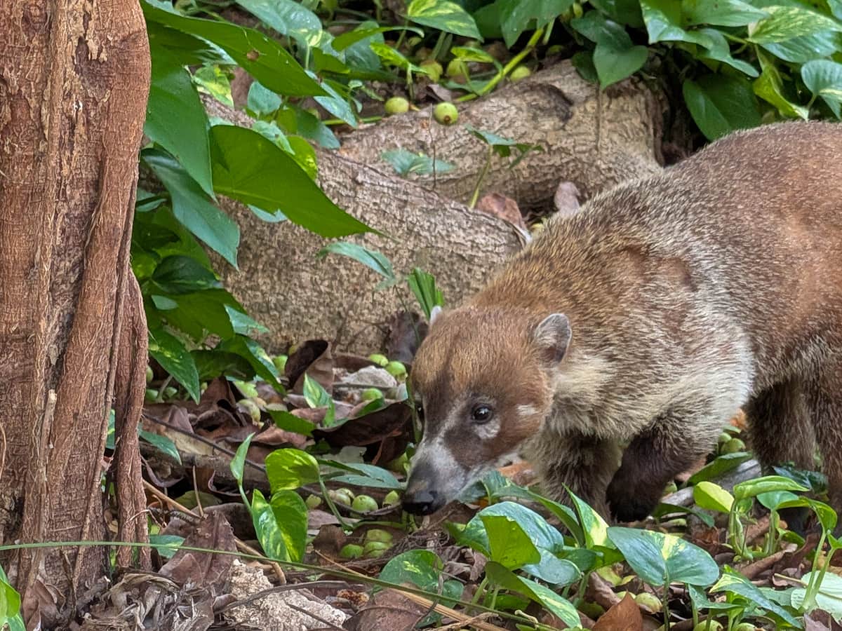 coati in brush at Sandos Caracol Eco Resort