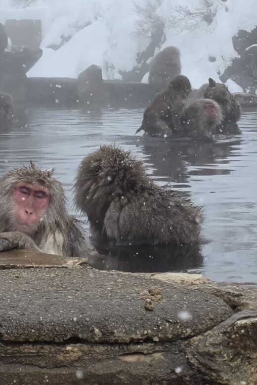 Japanese macaques bathing in the hot spring at Jigokudani Snow Monkey Park in Nagano