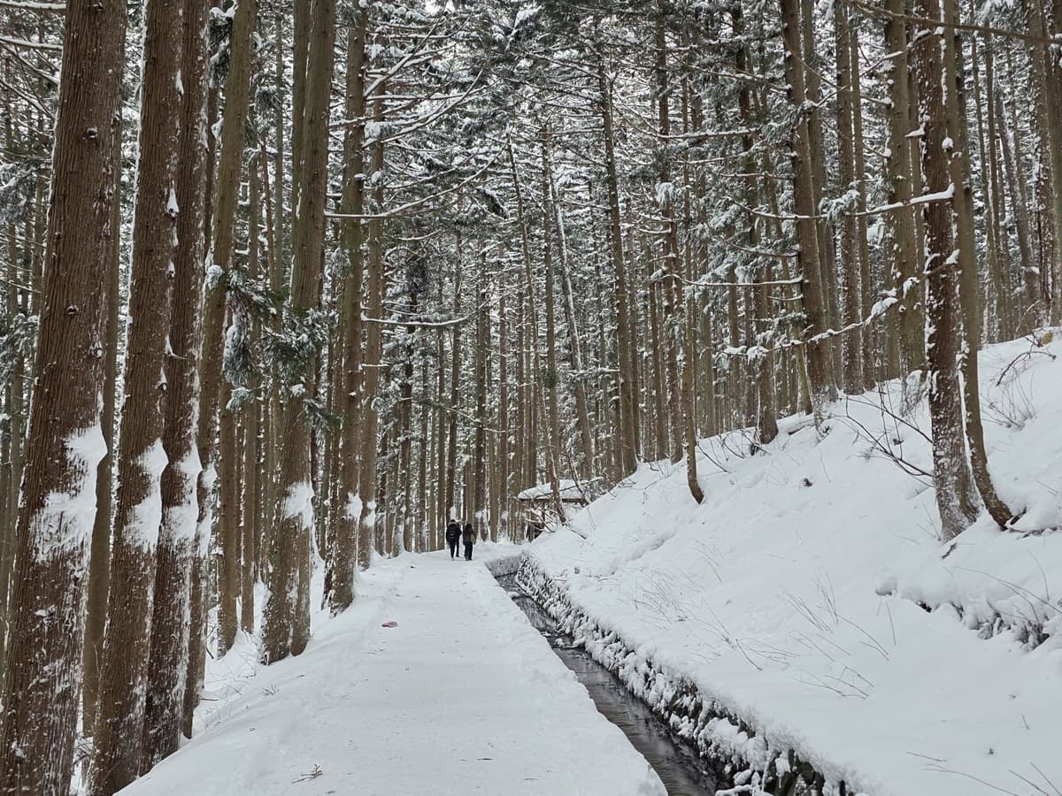 Snow-covered forest trail leading to Jigokudani Snow Monkey Park in winter