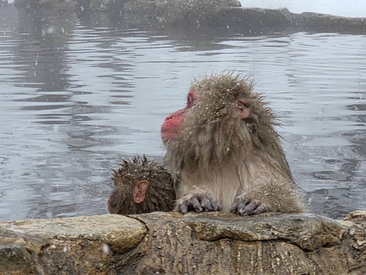 Snow monkey mother and baby resting at the edge of the hot spring at Jigokudani