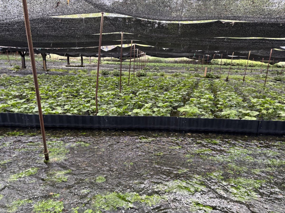 Wasabi fields under shade nets at Daio Wasabi Farm in Azumino