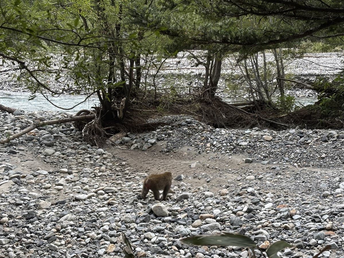 Wild Japanese macaque on the riverbank along the Kamikochi hiking trail