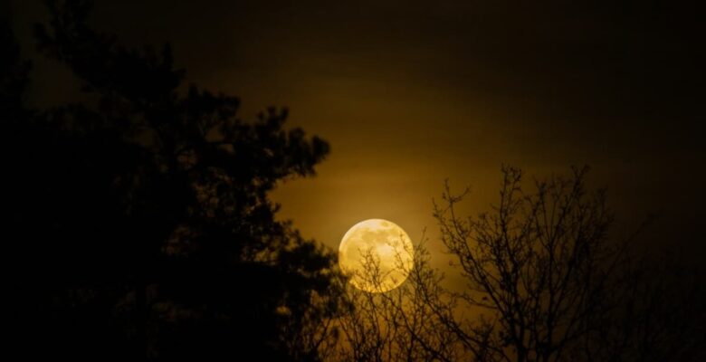 full moon in the sky low behind trees